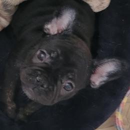 French Bulldog Puppies from Daisy's French Bulldogs