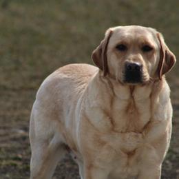 Labrador Retrievers from Michigan Elite Labradors