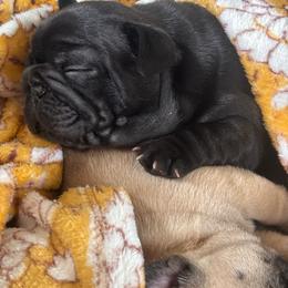 Lola - Brindle female French Bulldog puppy in Pittsburgh, Pennsylvania from Muddy Creek Frenchies