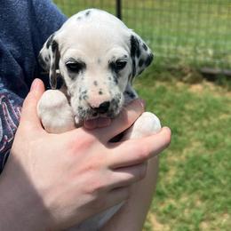 M and M - White and black female Dalmatian puppy in Austin, Texas from Dazzling Dalz