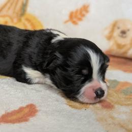 Janis - Black tri female Toy Australian Shepherd puppy in Shepherd, Texas from GAMALA Farm & Kennels