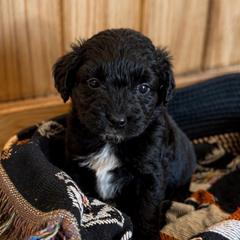 Monica - Black and white female Aussiedoodle puppy in Abbeville, South Carolina from Double E Doodles