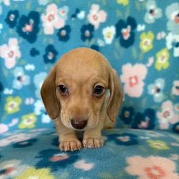 Beth - Cream female Dachshund puppy in Temple, Texas from Brit’s Doxie Crossing