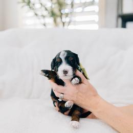 Lightning McQueen - Tri-color male Bernedoodle puppy in Murray, Utah from Sun Valley Doodles