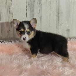 Phat Bottom Girl - Black and tan female American Corgi puppy in Lufkin, Texas from Texas Lil Cowdogs