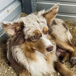 Winnie - Miniature Australian Shepherd
