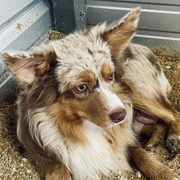 Winnie - Miniature Australian Shepherd