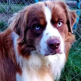 Remi - Australian Shepherd