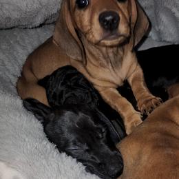 Dachshund Puppies from Cains Dachshunds