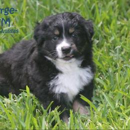 Miniature Australian Shepherd and Toy Australian Shepherd Puppies from TK Mini Aussies