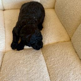 Zeus - Black male Goldendoodle puppy in Twin Falls, Idaho from Burrow & Bone