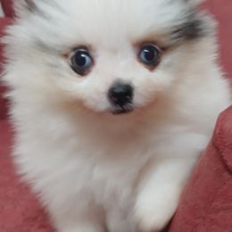 Pomeranians from Janie's Poms and Paw Prints