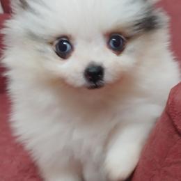 Pomeranians from Janie's Poms and Paw Prints