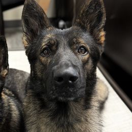 German Shepherds from Barrage K9