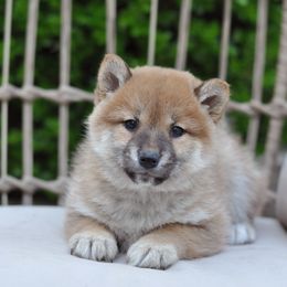 Pembroke Welsh Corgi and Shiba Inu Puppies from Kenny Cave K9s