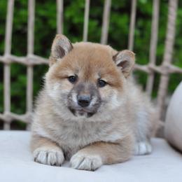 Pembroke Welsh Corgi and Shiba Inu Puppies from Kenny Cave K9s