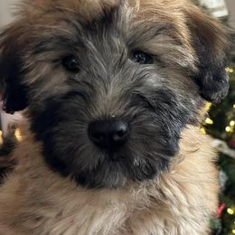 Soft Coated Wheaten Terriers and Whoodles from Miniature Whoodles & Wheaten terriers Utah