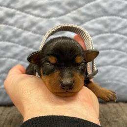 Rowan - Black and tan male Miniature Pinscher puppy in Lancaster, Missouri from White Stone Ranch