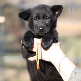 Odessa - Black female German Shepherd puppy in Augusta, West Virginia from Vom Haus Highlands