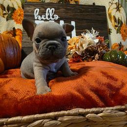 Walter - Blue fawn male French Bulldog puppy in Columbia Falls, Montana from Glacier French Bulldogs of Montana