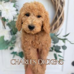 Charles Dickens - Apricot male Goldendoodle puppy in Wilson, North Carolina from Cedar Creek Doodles