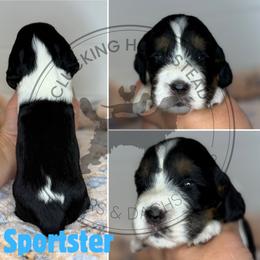 Sportster - Black white and tan male English Springer Spaniel puppy in Fond Du Lac, Wisconsin from Clucking Homestead Springers & Dachshunds