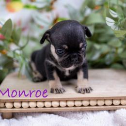 Boy 4 husky - Tricolors male French Bulldog puppy in Denison, Texas from Lovemyfrenchies – Stoddard Frenchbulldog's