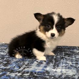 Girl 1 - Black and tan female American Corgi puppy in Hico, Texas from Chisholm Trail Kennels
