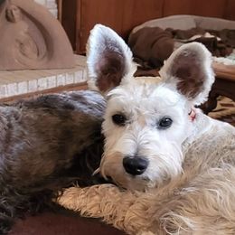 Miniature Schnauzers from Whitney's Miniature Schnauzers