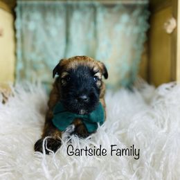 Soft Coated Wheaten Terrier Puppies from Wonderful Wheatens