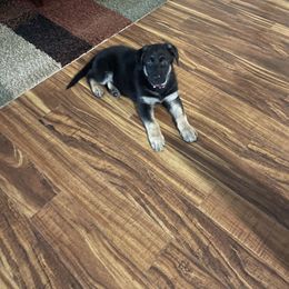 German Shepherd Puppies from Drachenhaus Shepherds