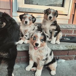 Australian Shepherd Puppies from Caramel Bliss Aussies - NJ NYC