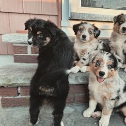 Australian Shepherd Puppies from Caramel Bliss Aussies - NJ NYC