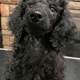 Poodles from Krave Kennels