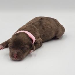 Pink Female - Brown and tan female Cockapoo puppy in Mocksville, North Carolina from Hunting Creek Farms