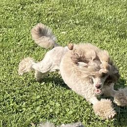 Poodles from Shade