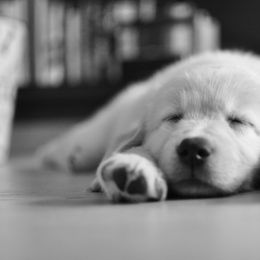 Golden Retriever Puppies from Goldenway Goldens