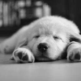 Golden Retriever Puppies from Goldenway Goldens