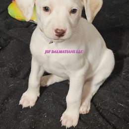 Lua pink orange girl - White and orange female Dalmatian puppy in Conrath, Wisconsin from JSF Dalmatians LLC