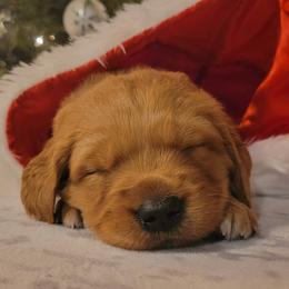 Golden Retriever Puppies from Cedar Life Goldens