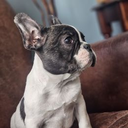 Boy 1 - White and brindle French Bulldog puppy in Chaska, Minnesota from Addylane Frenchies