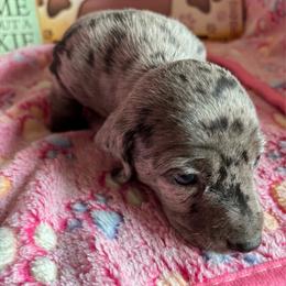 Sprinkles - Dapple female Dachshund puppy in Great Falls, Montana from Dawn's designerDachshunds