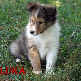 Luka-Shaded Sable boy - Sable and white male Shetland Sheepdog puppy in Frazeysburg, Ohio from Mountain High Kennels