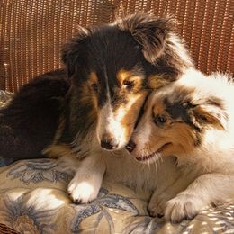 Shetland Sheepdog Puppies from Paradise Farms