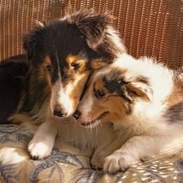 Shetland Sheepdog Puppies from Paradise Farms