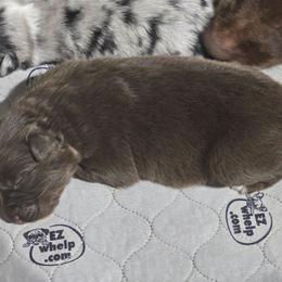 Jupiter RTM - Red tri-color male Australian Shepherd puppy in Rainsville, Alabama from Chaparro Farm