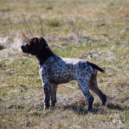 German Shorthaired Pointers from Windheim GSPs