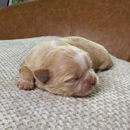 Girl 2 - Gold female Shih Tzu puppy in Groveland, Florida from Jenny's Shih Tzus