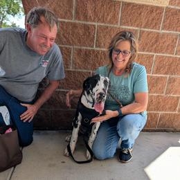 Fantasia - Harlequin female Great Dane puppy in Brooksville, Florida from Follow My Lead Great Danes