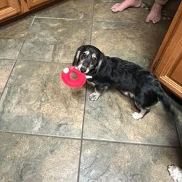 Dachshund All Grown Up from Lone Star Longhair Dachshunds